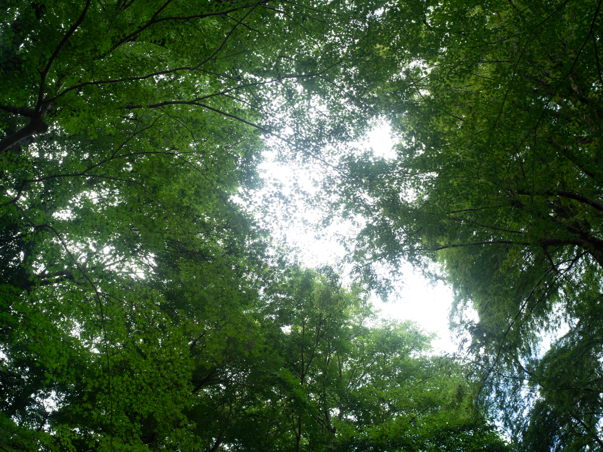 井の頭公園散歩1